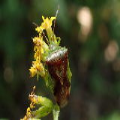 Acanthosomatidae