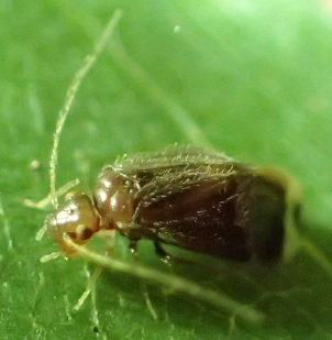 Amphipsocidae