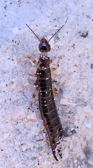 Anisolabididae