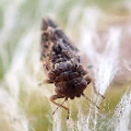 Carsidaridae