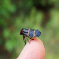 Cercopidae