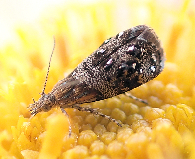 Choreutidae