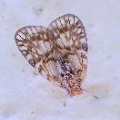 Cixiidae