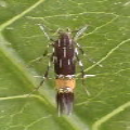 Cosmopterigidae