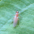 Lonchopteridae