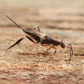 Metapelmatidae