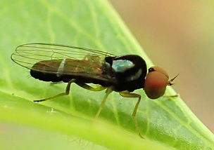 Platypezidae