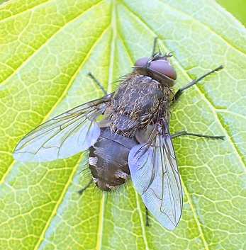 Polleniidae