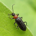 Pyrochroidae