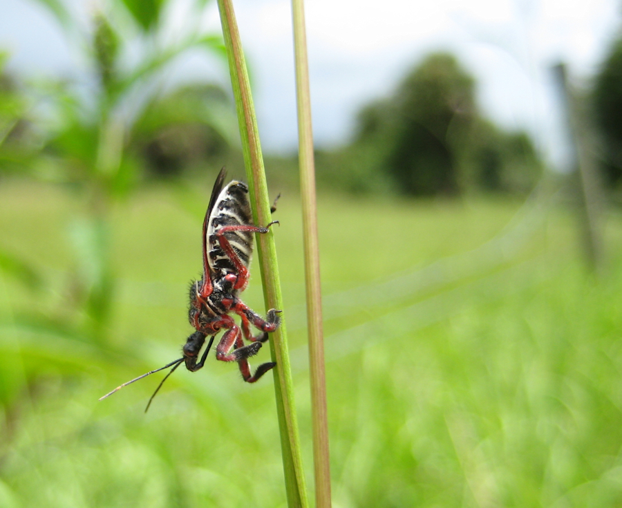 Reduviidae