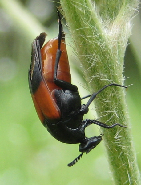 Ripiphoridae