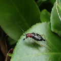 Trigonidiidae