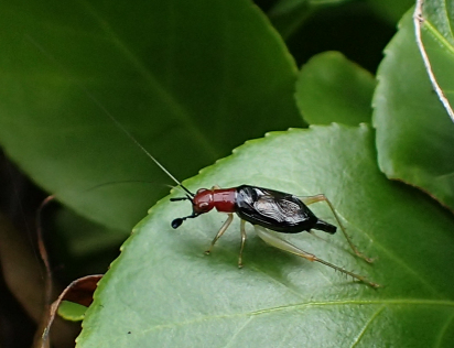Trigonidiidae