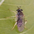 Xylomyidae