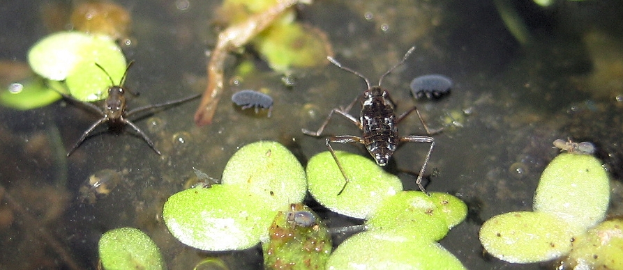 Veliidae (Smaller Water Striders)