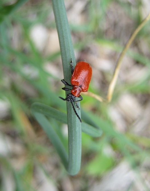 Lilioceris lilii (Lily Leaf Beetle)