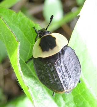 Necrophila americana (American Carrion Beetle)