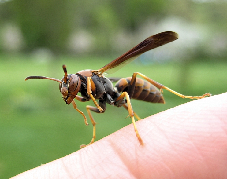 Polistes fuscatus (Northern Paper Wasp)