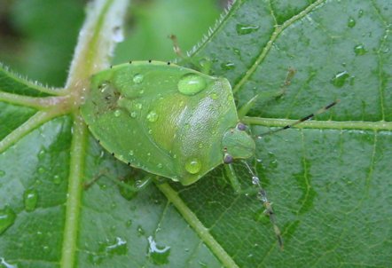 Chinavia hilaris (Green Stink Bug)