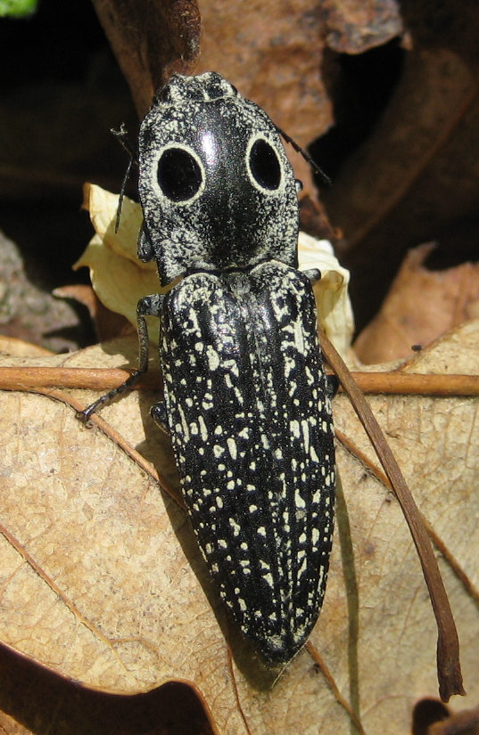 Alaus oculatus (Eyed Click Beetle)