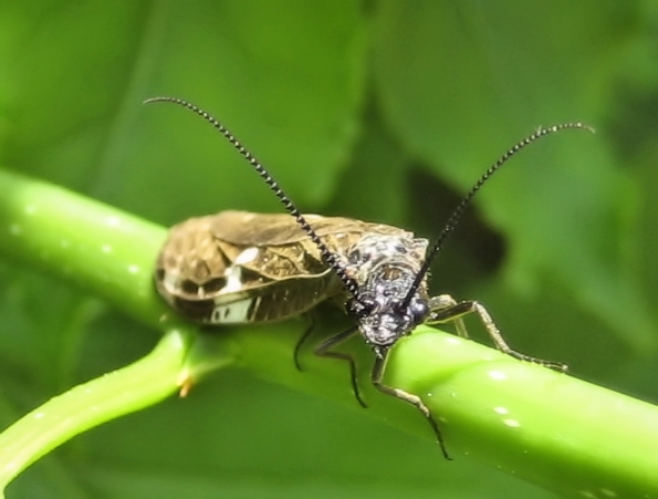 Corydalidae (Dobsonflies and Fishflies)