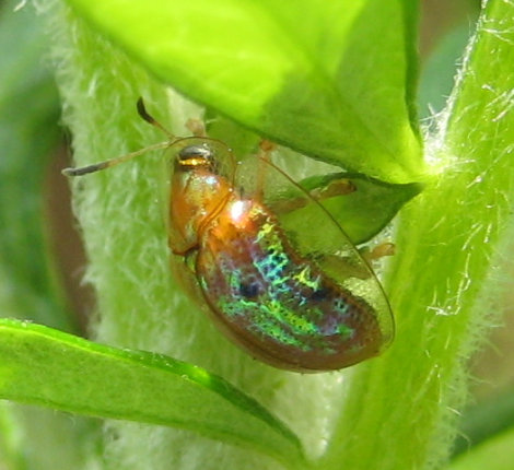 Charidotella sexpunctata (Golden Tortoise Beetle)