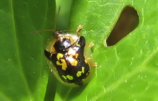 Deloyala guttata (Mottled Tortoise Beetle)