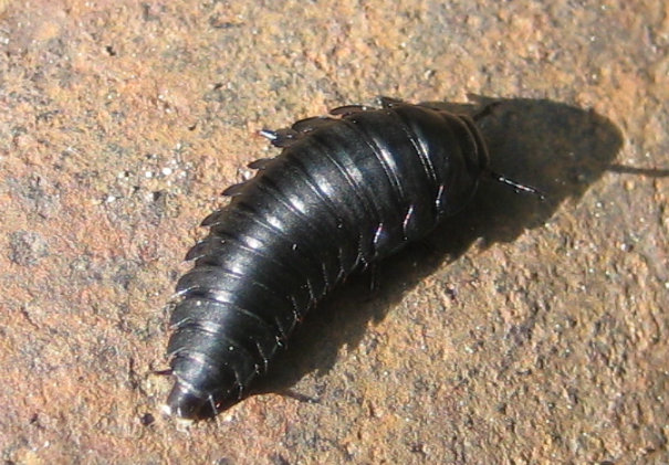 Silphidae (Carrion Beetles)