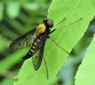 Chrysopilus thoracicus (Golden-backed Snipe Fly)