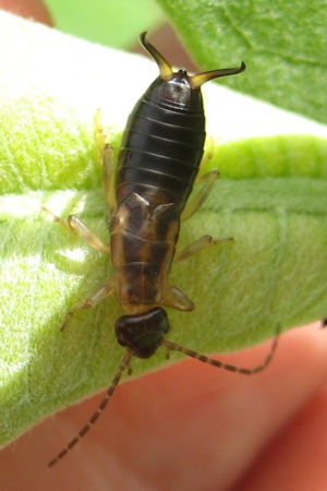 Dermaptera (Earwigs)
