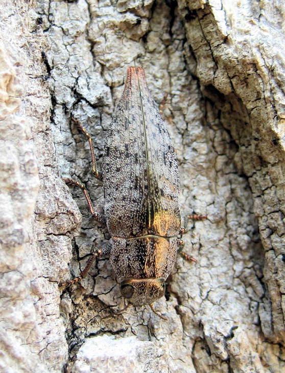 Buprestidae (Metallic Wood-boring Beetles)