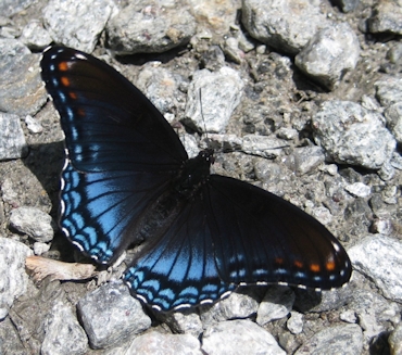 Limenitis arthemis (White Admiral/Western White Admiral/Red-spotted Purple)