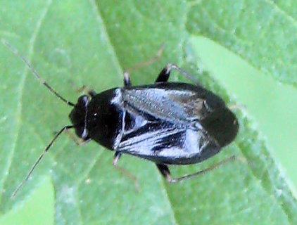 Miridae (Plant Bugs)