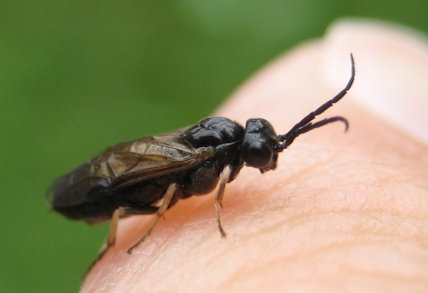 Hymenoptera (Ants, Bees, Wasps and Sawflies)