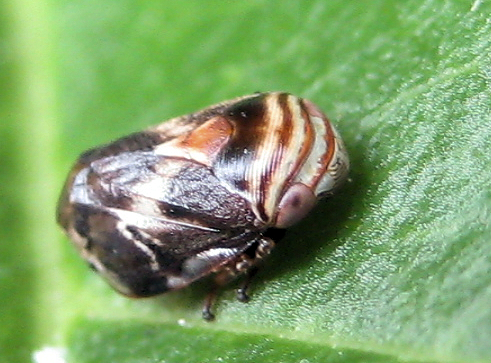 Clastoptera obtusa (Alder Spittlebug)