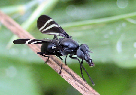 Tritoxa flexa (Black Onion Fly)