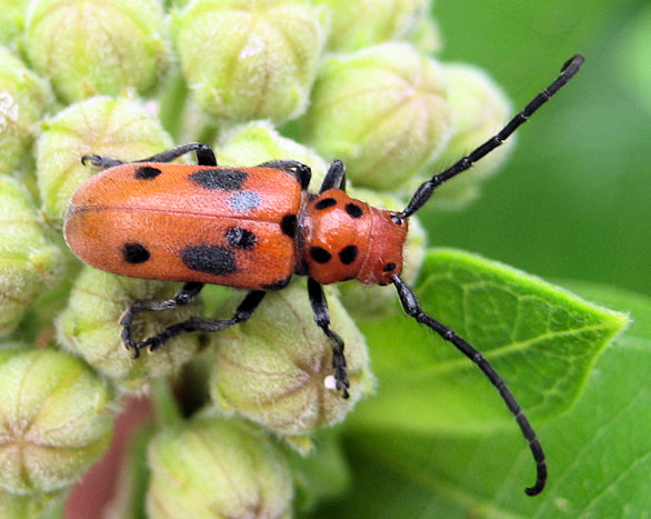 Tetraopes tetrophthalmus (Red Milkweed Beetle)
