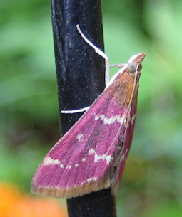 Pyrausta signatalis (Raspberry Pyrausta)