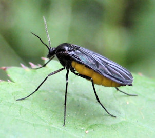 Sciaridae (Dark-winged Fungus Gnats)