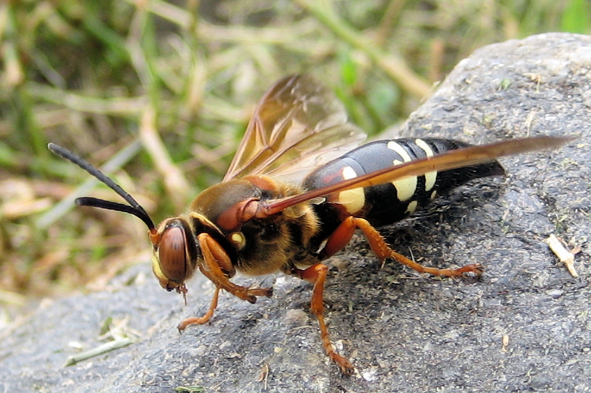 Sphecius speciosus (Eastern Cicada Killer)
