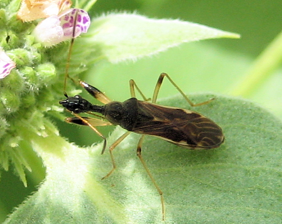 Myodocha serripes (Long-necked Seed Bug)
