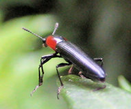 Erotylidae (Pleasing Fungus Beetles)