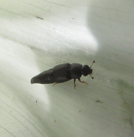 Conotelus obscurus (Obscure Sap Beetle)