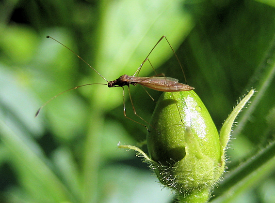 Berytidae (Stilt Bugs)
