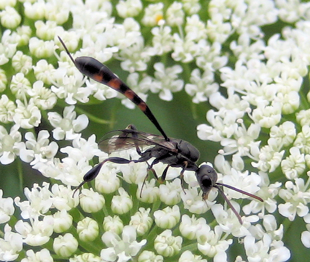 Gasteruptiidae (Carrot Wasps)