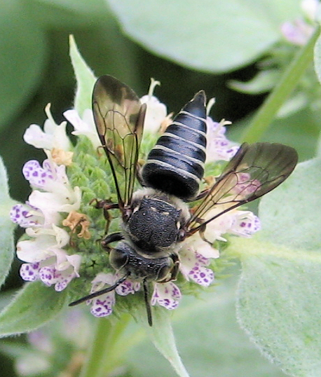 Genus Coelioxys (Cuckoo-leaf-cutter Bees)