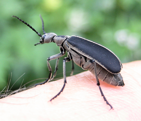 Epicauta cinerea (Clematis Blister Beetle)