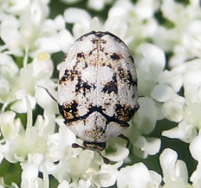 Dermestidae (Carpet Beetles)