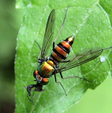 Dolichopodidae (Longlegged Flies)