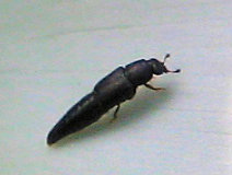 Conotelus obscurus (Obscure Sap Beetle)